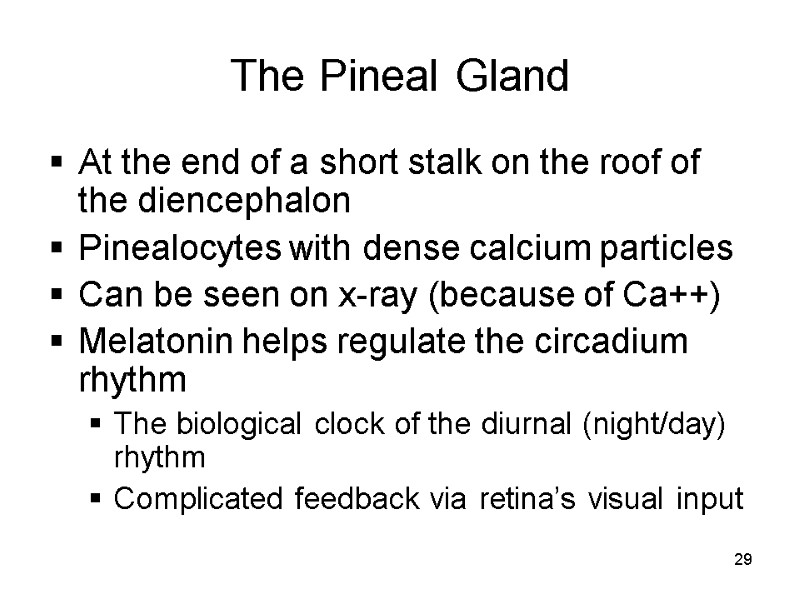 29 The Pineal Gland At the end of a short stalk on the roof